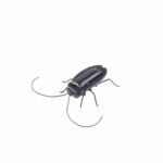 Solar Powered Vibrating Black Cockroach Bug - Image 3