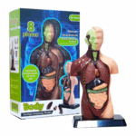 TXMR-027 Human Body Model 9.6 Inch Human Body Model With 7 Detachable Organs Biology Science Learning Kit Educational Anatomy Model For Classroom Teaching Science Projects